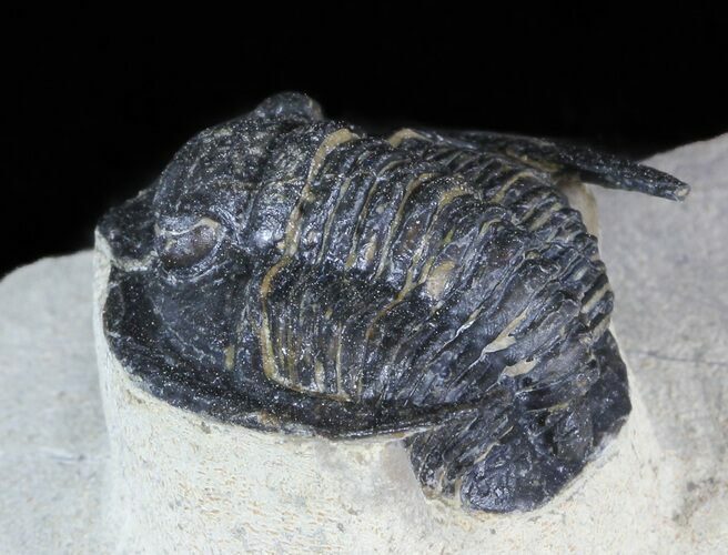 Diademaproetus Trilobite - Foum Zguid, Morocco #45598